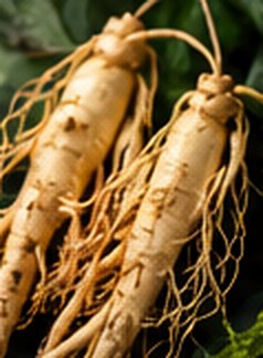 Ginseng